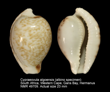 Cypraeovula algoensis (albino).jpg - Cypraeovula algoensis(Gray,1825)